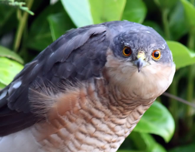 Sparrowhawk