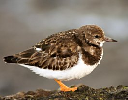 Turnstone