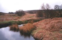 Bracken scrub at the back of Scaling  8.7 Kb