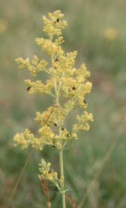 Ladies Bedstraw