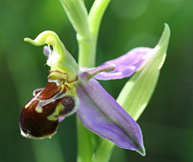Bee Orchid