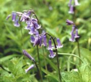 images/bluebell.jpg -

					9.9Kb