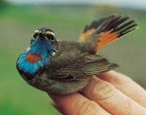 Bluethroat - 8Kb