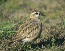 Dotterel 15.Kb