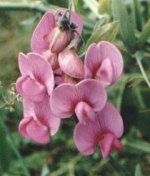 Broad-leaved Everlasting Pea (Lathyrus latifolius) 8Kb