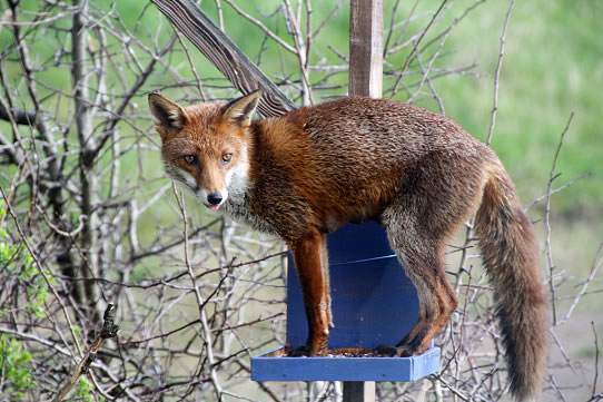 Fox