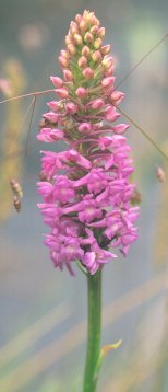 Fragrant Orchid (Gynadenia conpsea) 12Kb