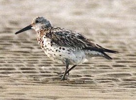 Great Knot 16.6Kb