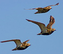 Golden Plover