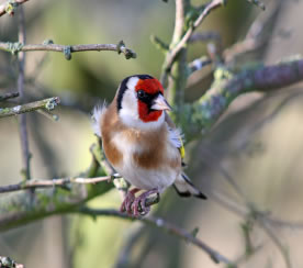 Goldfinch