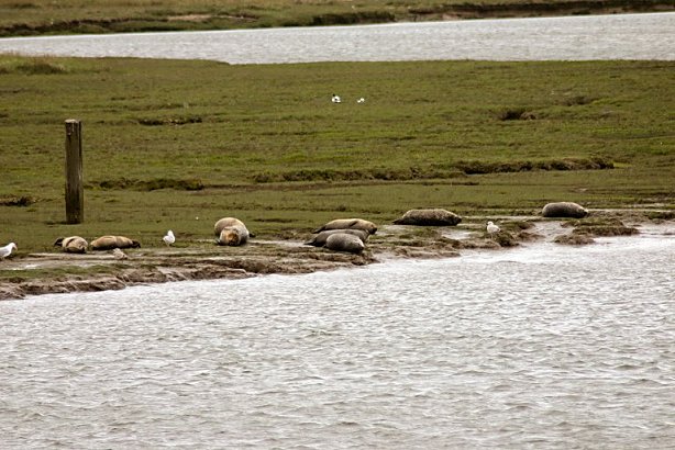 Greatham Creek