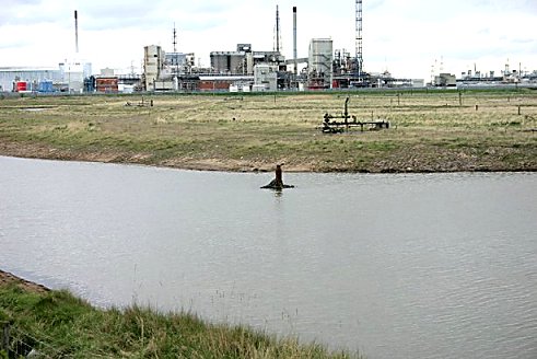 Greenabella marsh