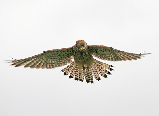 Kestrel