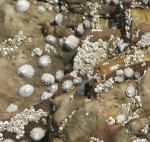Limpets 10Kb