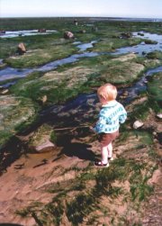 redcarshore.jpg - 13Kb