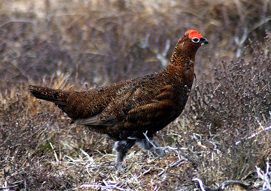 Red Grouse