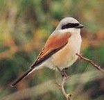 Red backed Shrike - 6Kb