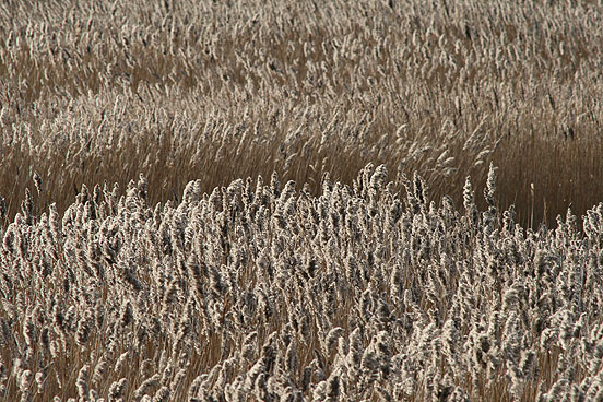 Reedbed