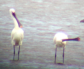 Spoonbills 24Kb
