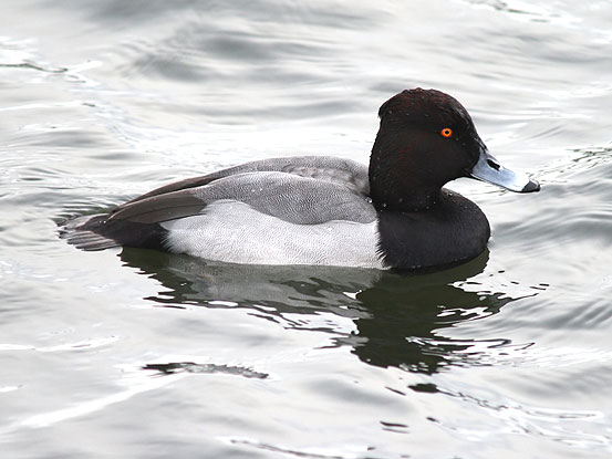 Scaup