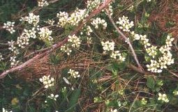 Scurvy grass  19.Kb