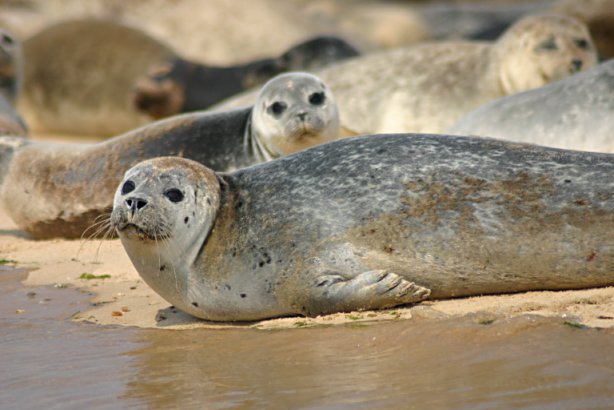 Common Seals