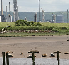 Seals