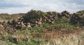 The Shrike Bushes at South Gare - 12.8Kb