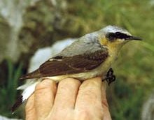 Wheatear - 10 Kb