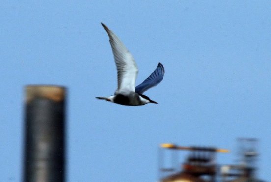 Whiskered Tern