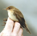 Willow Warbler - 5Kb