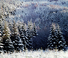 Cleveland Forest
