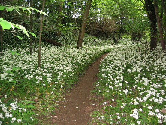 Ramsons 