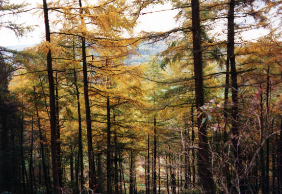 Guisborough woods