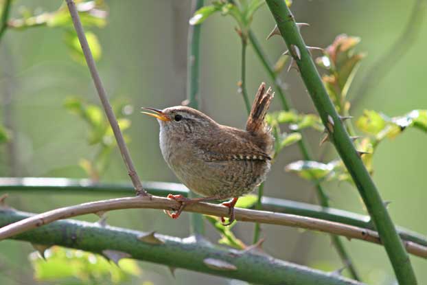 Wren